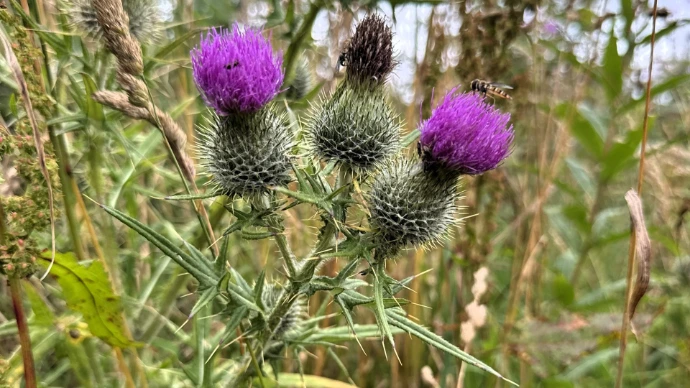 Scottish Thistle