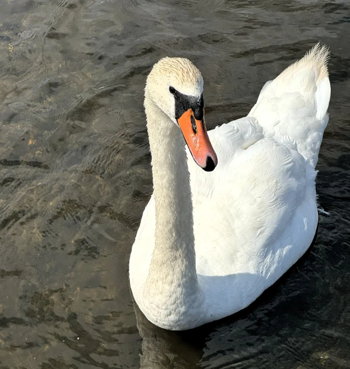Majestic Swan